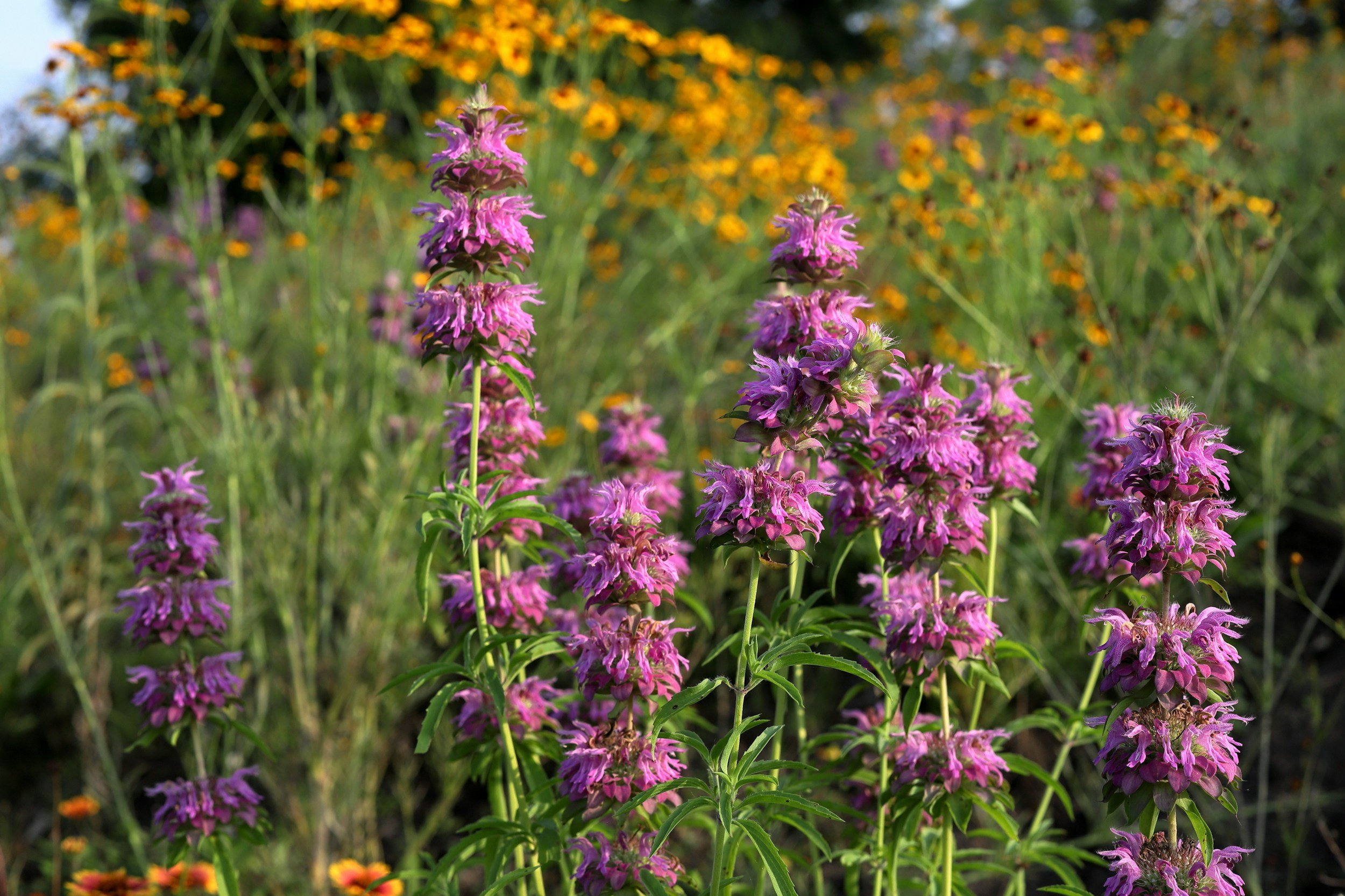 Purple flowering plants growing in a natural setting with greenery and orange flowers in the background.