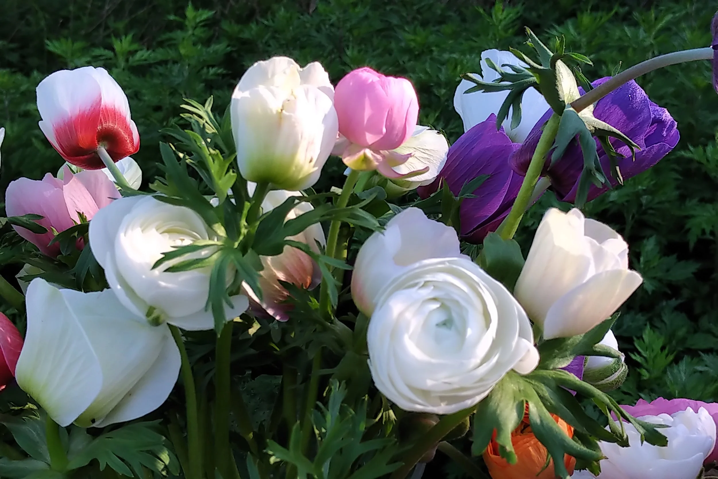 Copy of IMG_20190527_0716012.jpg