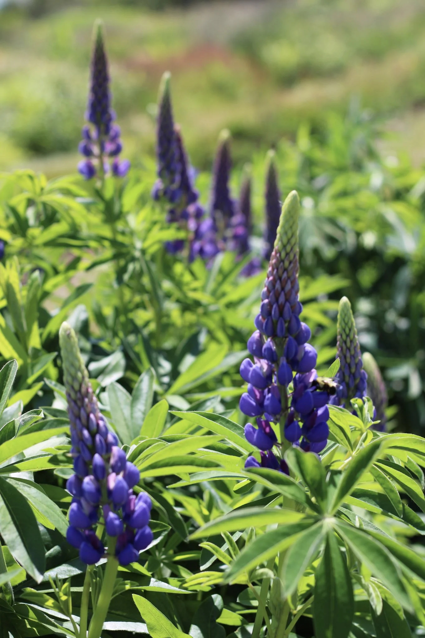 12-lupine 2 - Copy.jpg