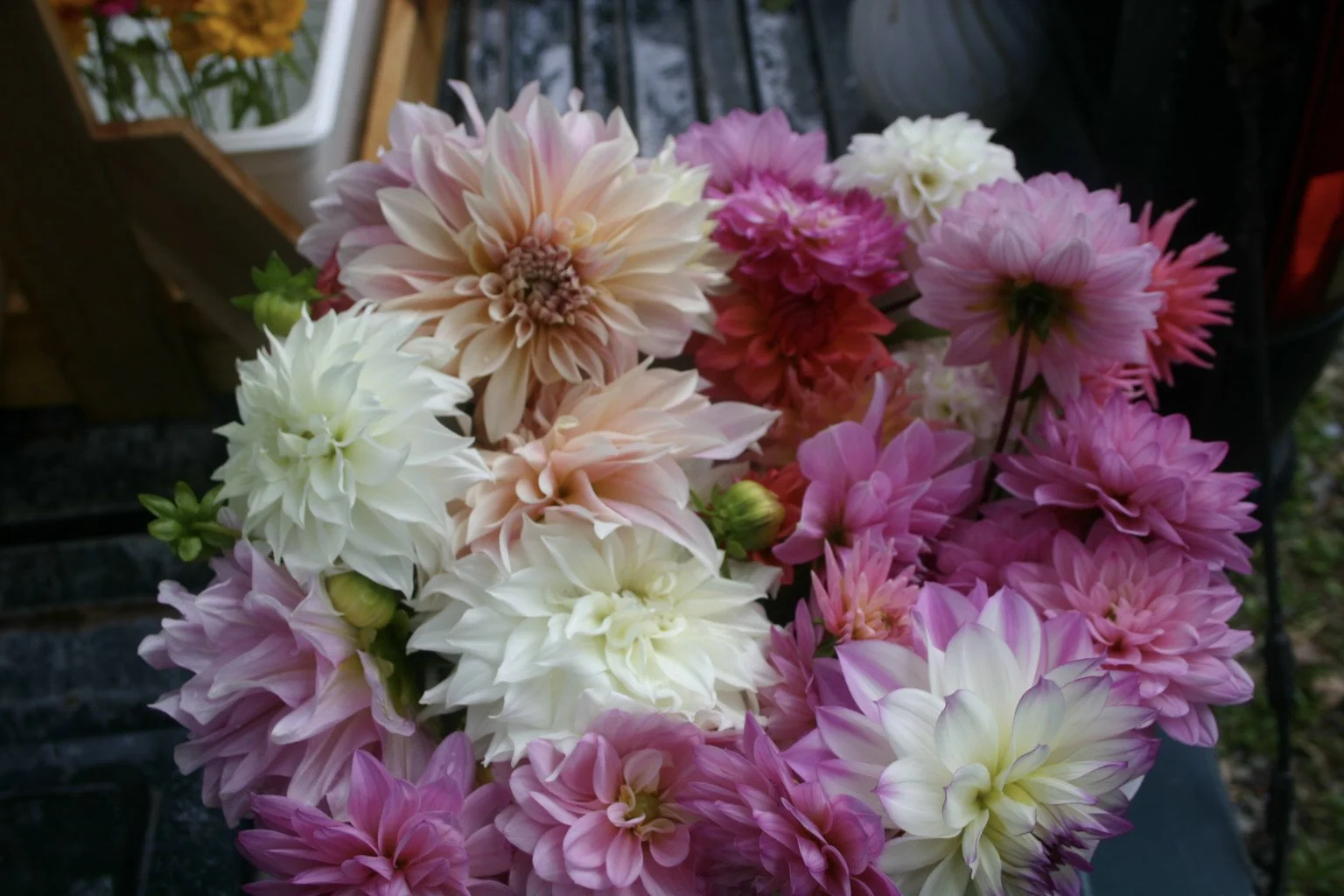 2-Dahlia bunch IMG_8713.jpg