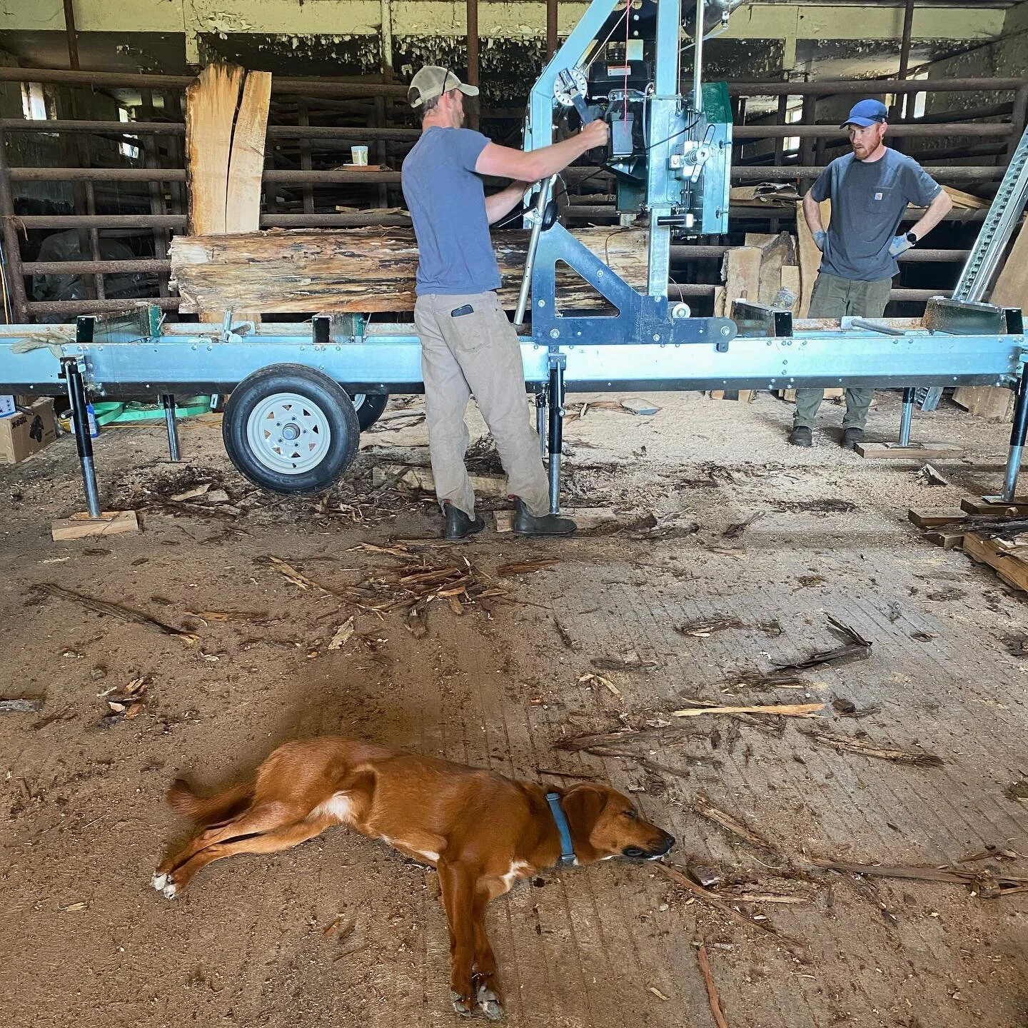 shop dog life featuring fern, behind the scenes 🐾
.
.
.
#southsoundwood #woodworking #shopdog #woodlandmills #sawmill #sawmilling #woodslab #lumber #woodmilling #dimensionallumber #farmdog #olympiawa #olympia #pnwwoodworker #pnwdogs #olympiabusiness