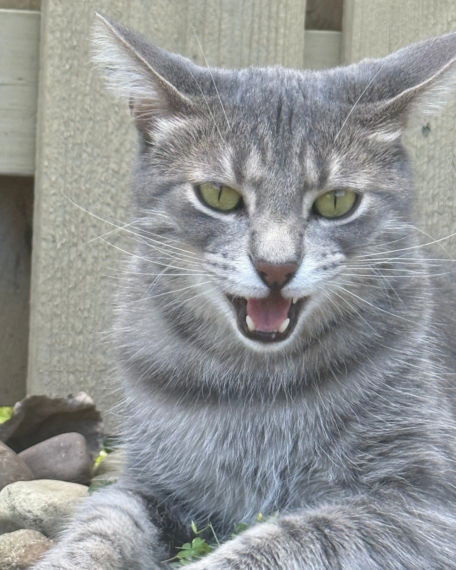 Happy National Cat Day from our favorite feline Phoenix!
// #phoenix #branding #stageart #nationalcatday #woodshed