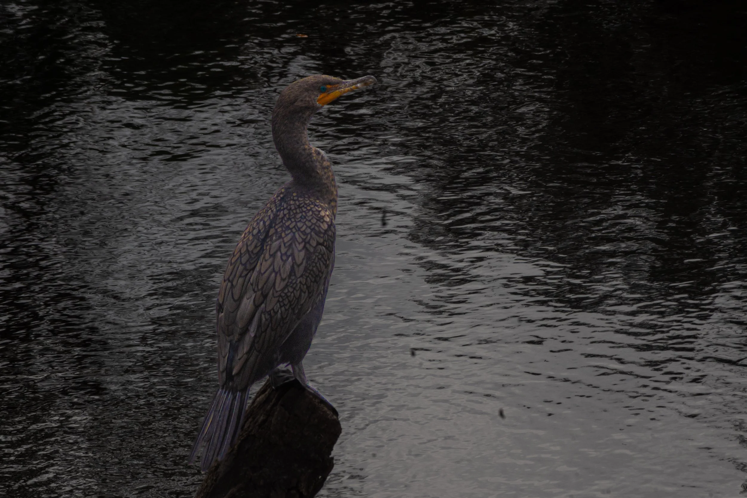 DSC_7656.jpg