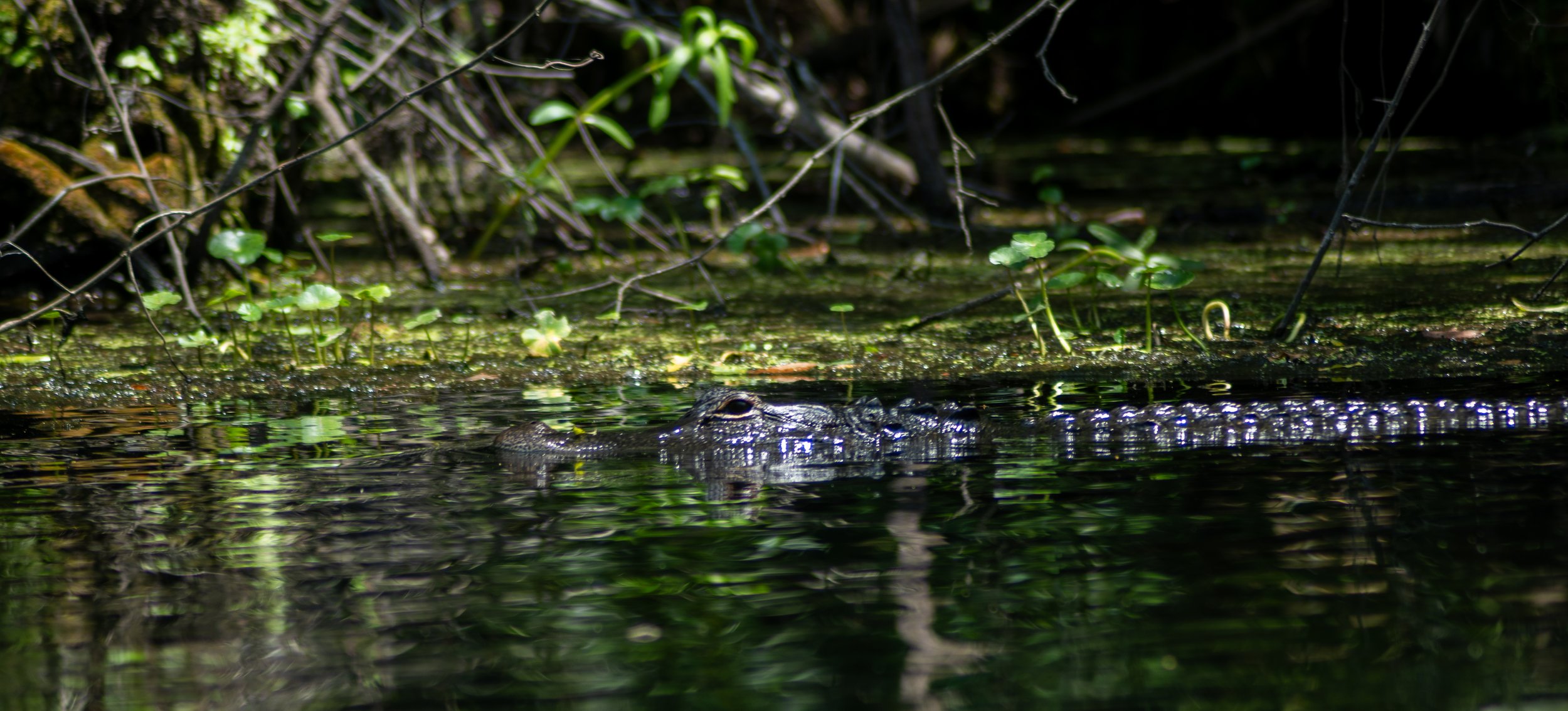 DSC_9586.jpg
