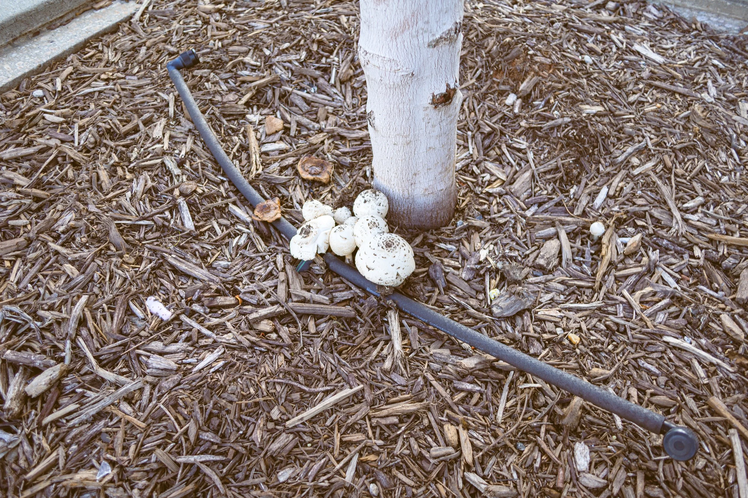 DSC_2432.jpg