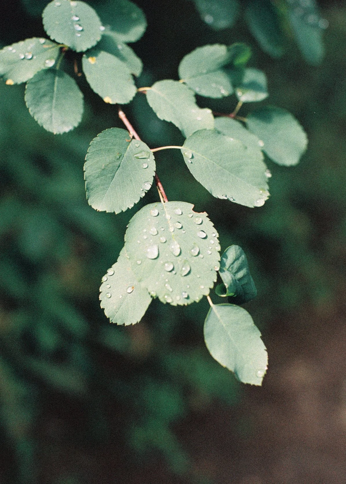 R1-04908-0011.jpg