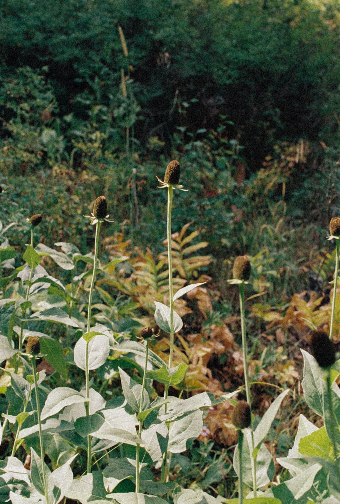 R1-04908-0018.jpg