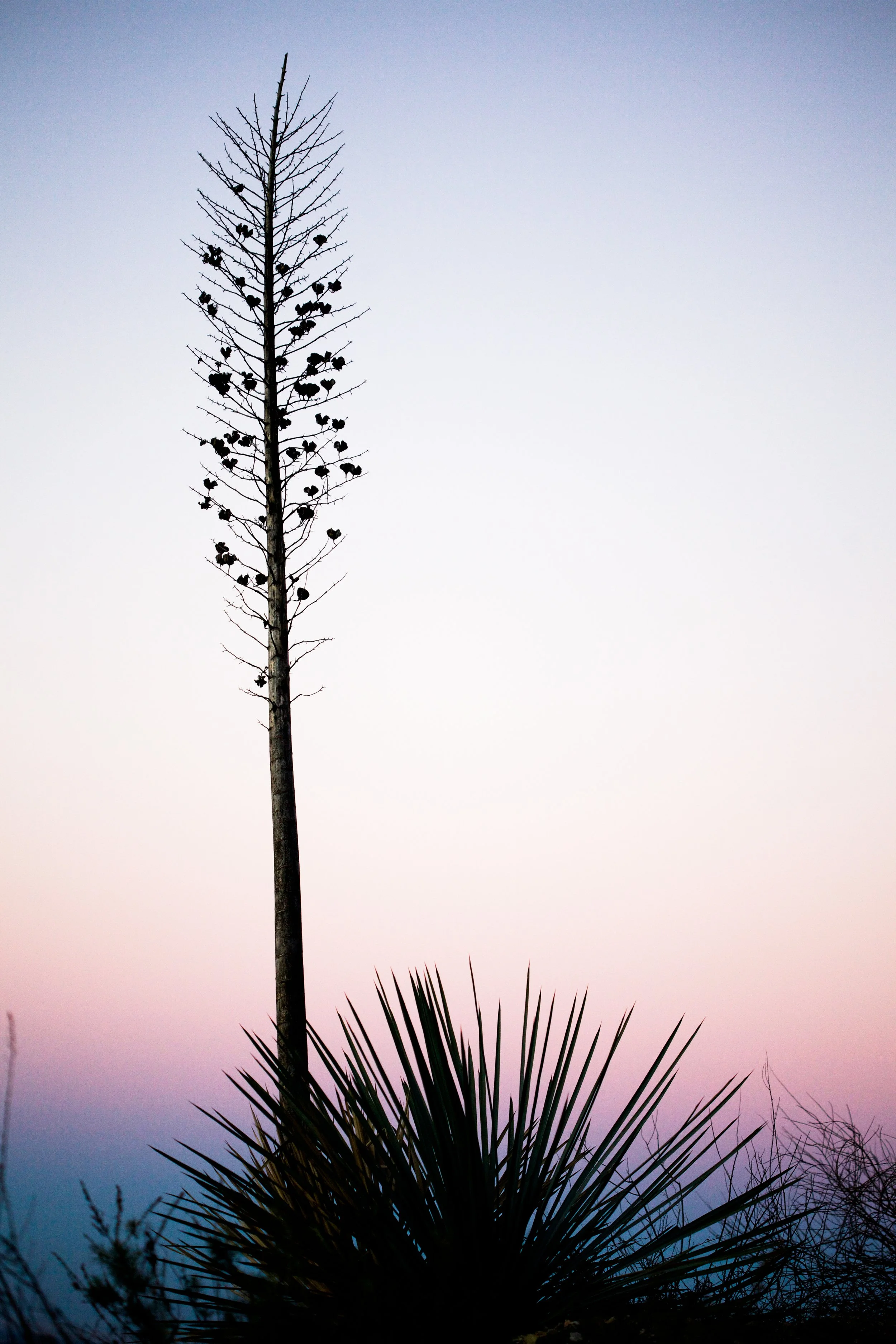 _MG_5726.jpg