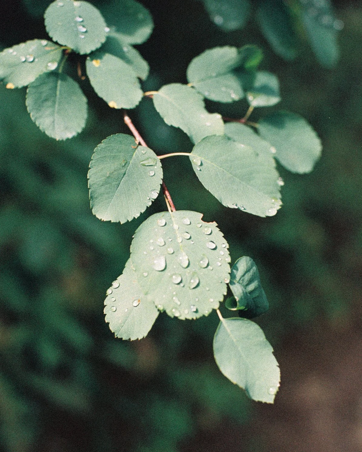 R1-04908-0011.jpg
