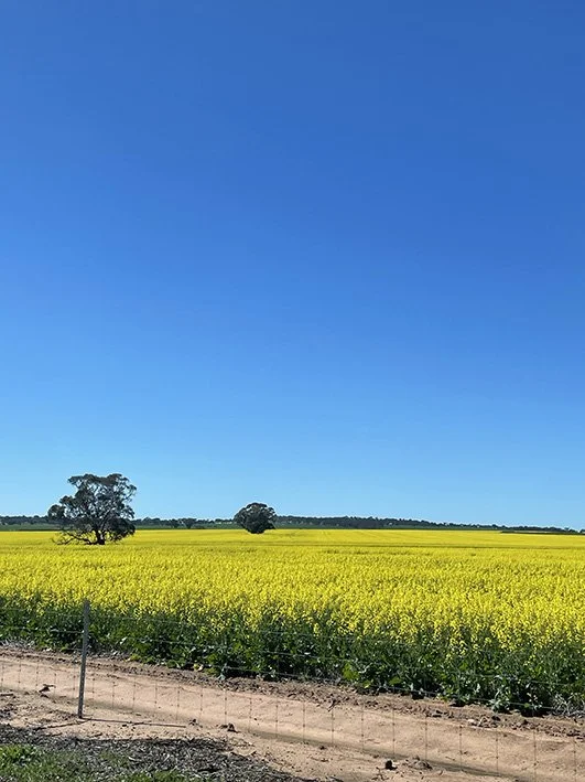 Canola field nearby