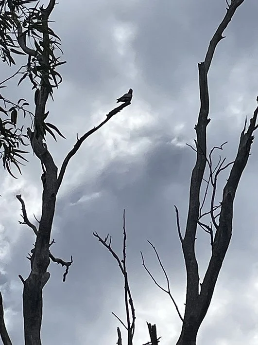 Storm bird in tree