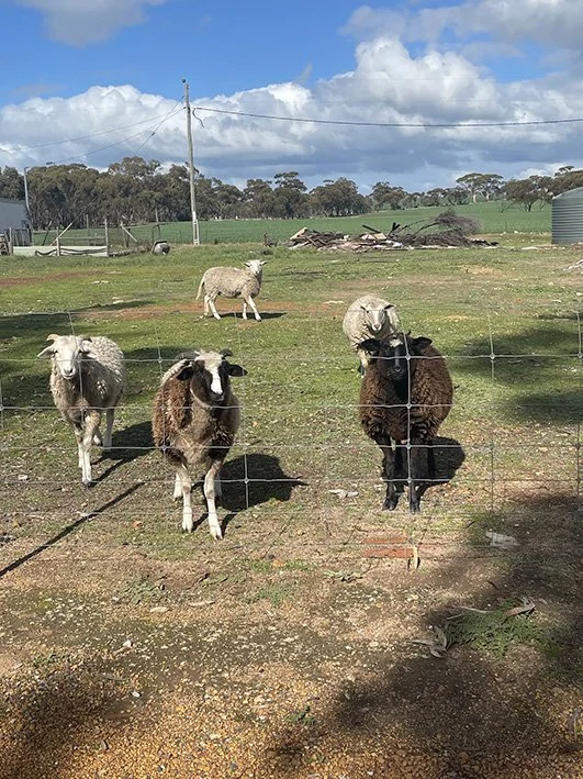 Sheep watching adjoining property