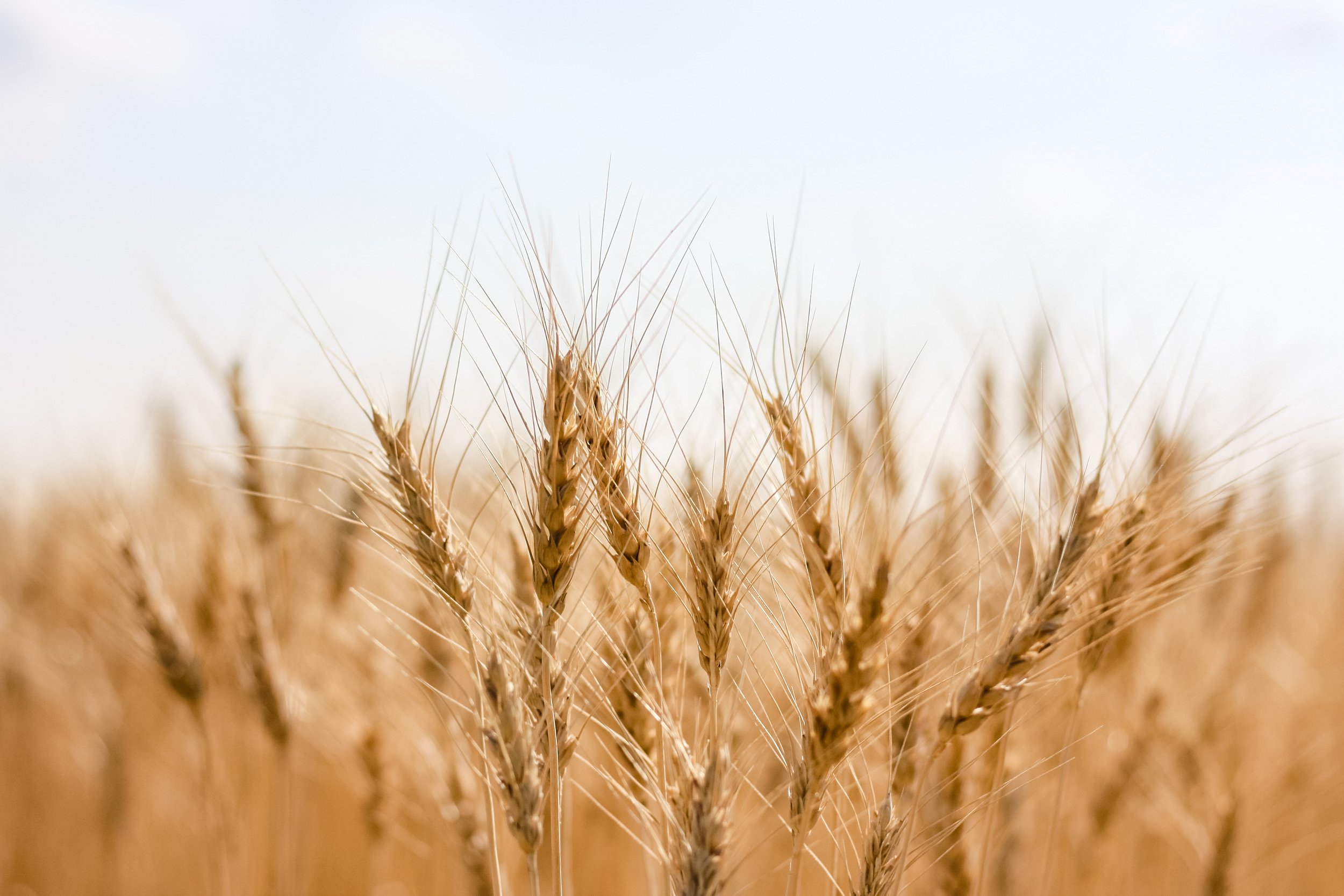 "Seas of Wheat" Greeting Card