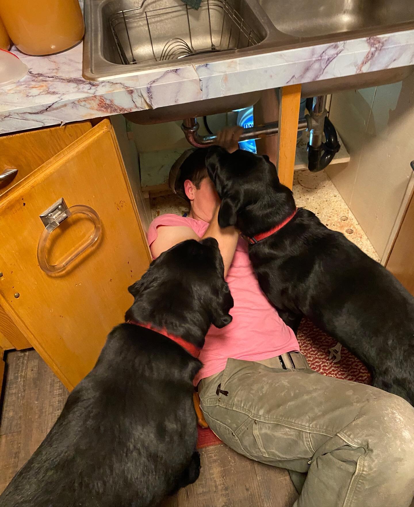 Two very helpful black labs, want in on the action. They might not be as helpful as they think they are. 😉