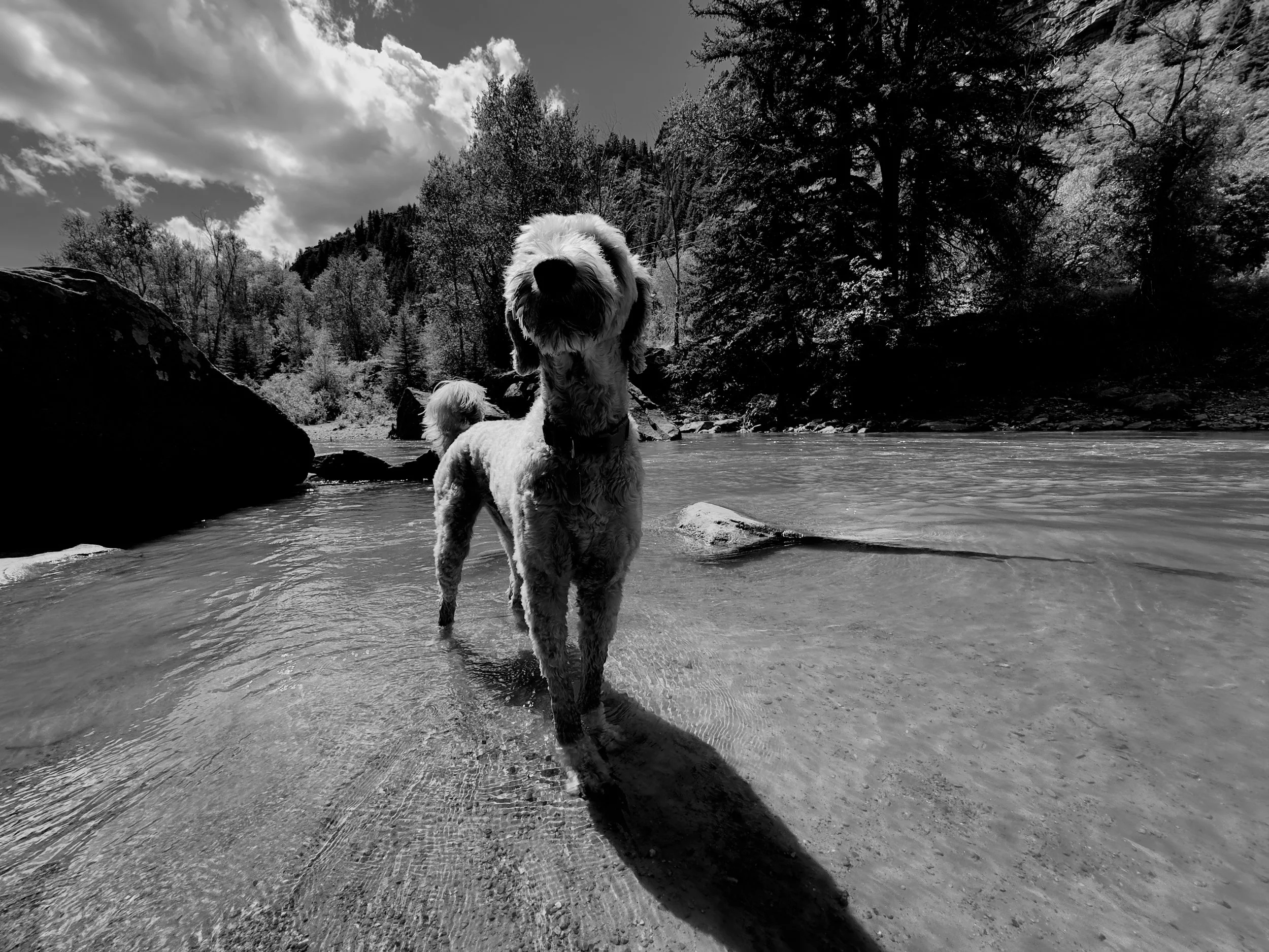 Frankie the Doodle, Face Towards the Sunshine