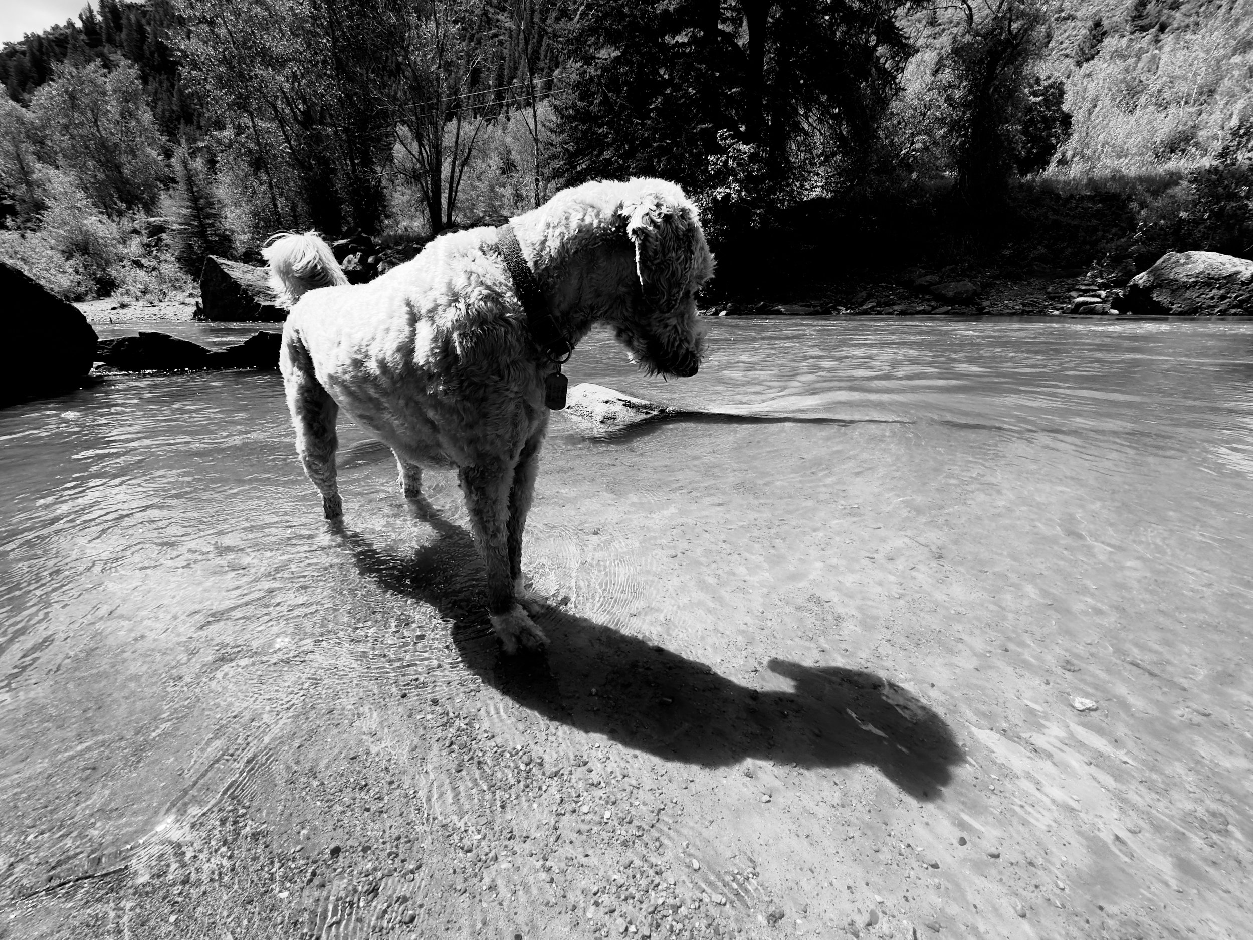 Frankie the Doodle, Face Towards the Shadows