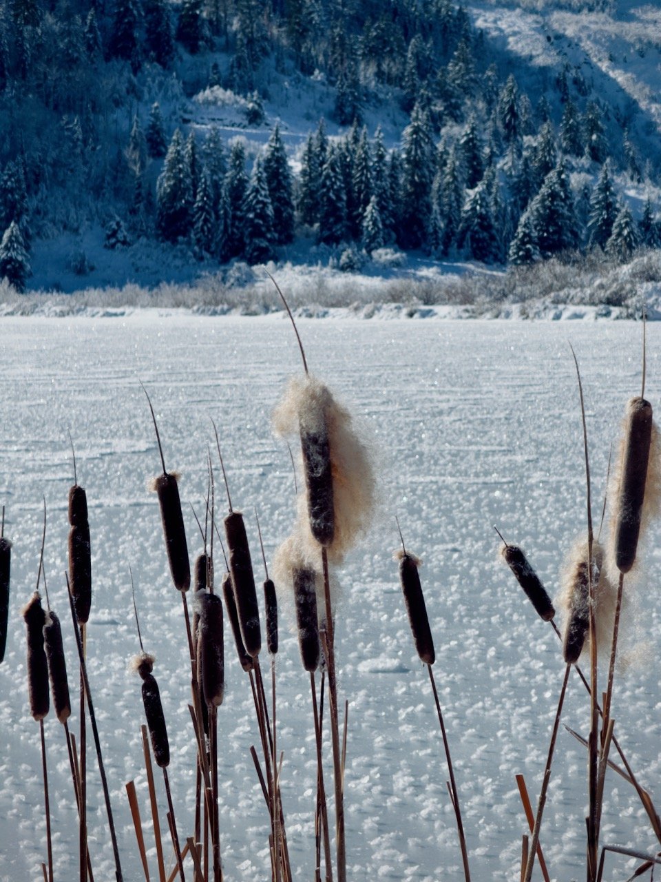  Cattails at the edge of Beaver Lake, shedding their last floating feathers of pollen as deep winter sets in. What do you think of my composition here? Was centering this fuzzy cattail in the frame a good move? 
