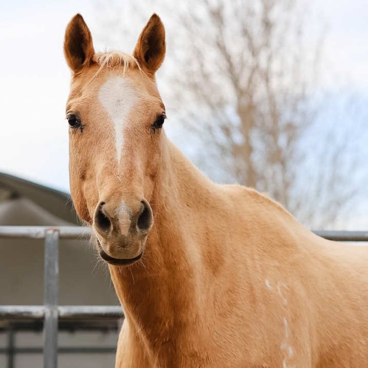 Boots & Bourbon 2024 - Palomino Sponsorship