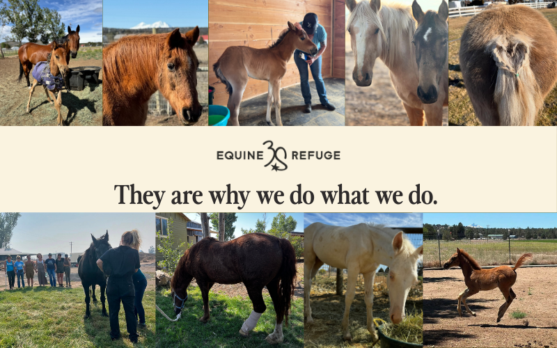 Collage of rescued horses