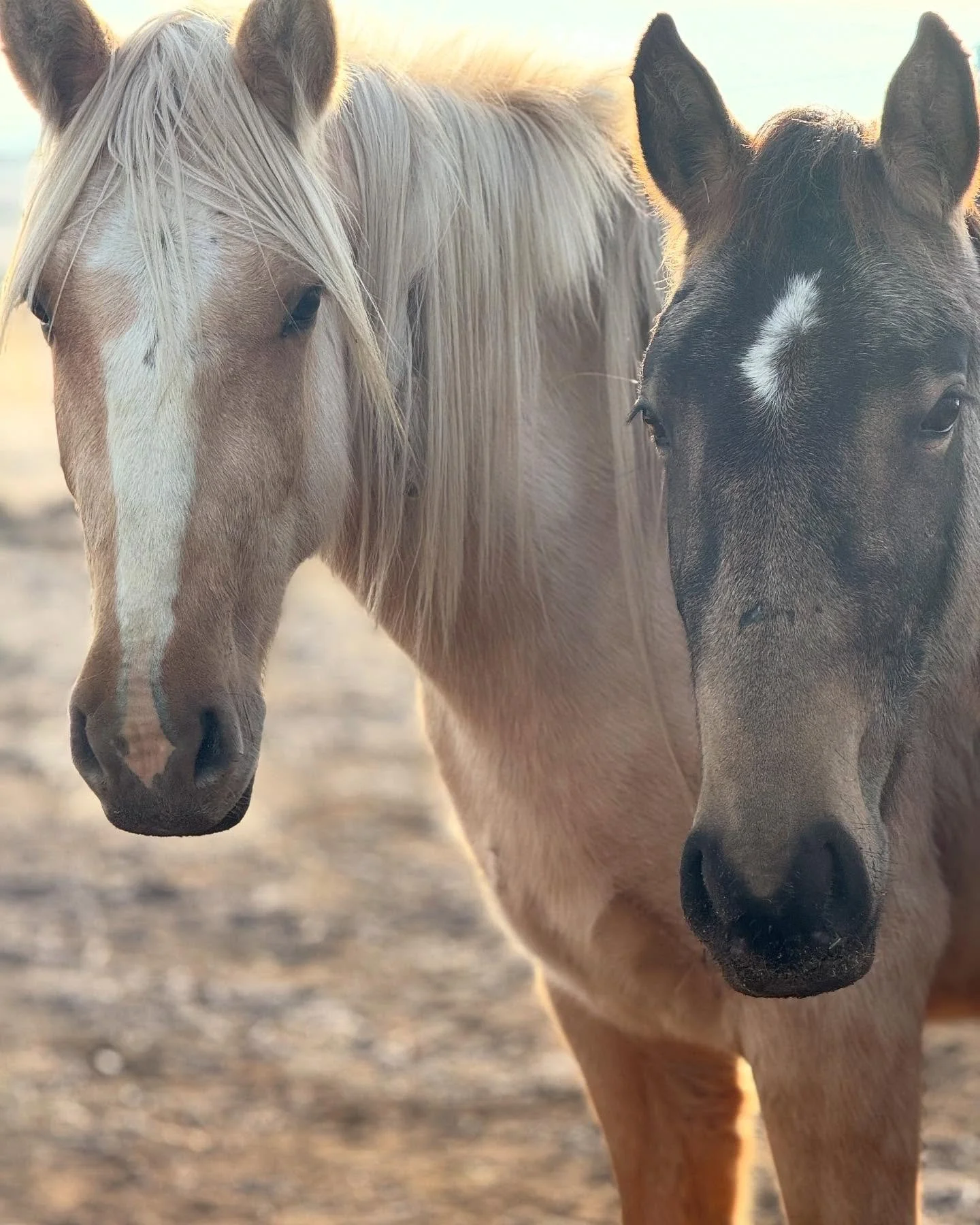 Two mustangs