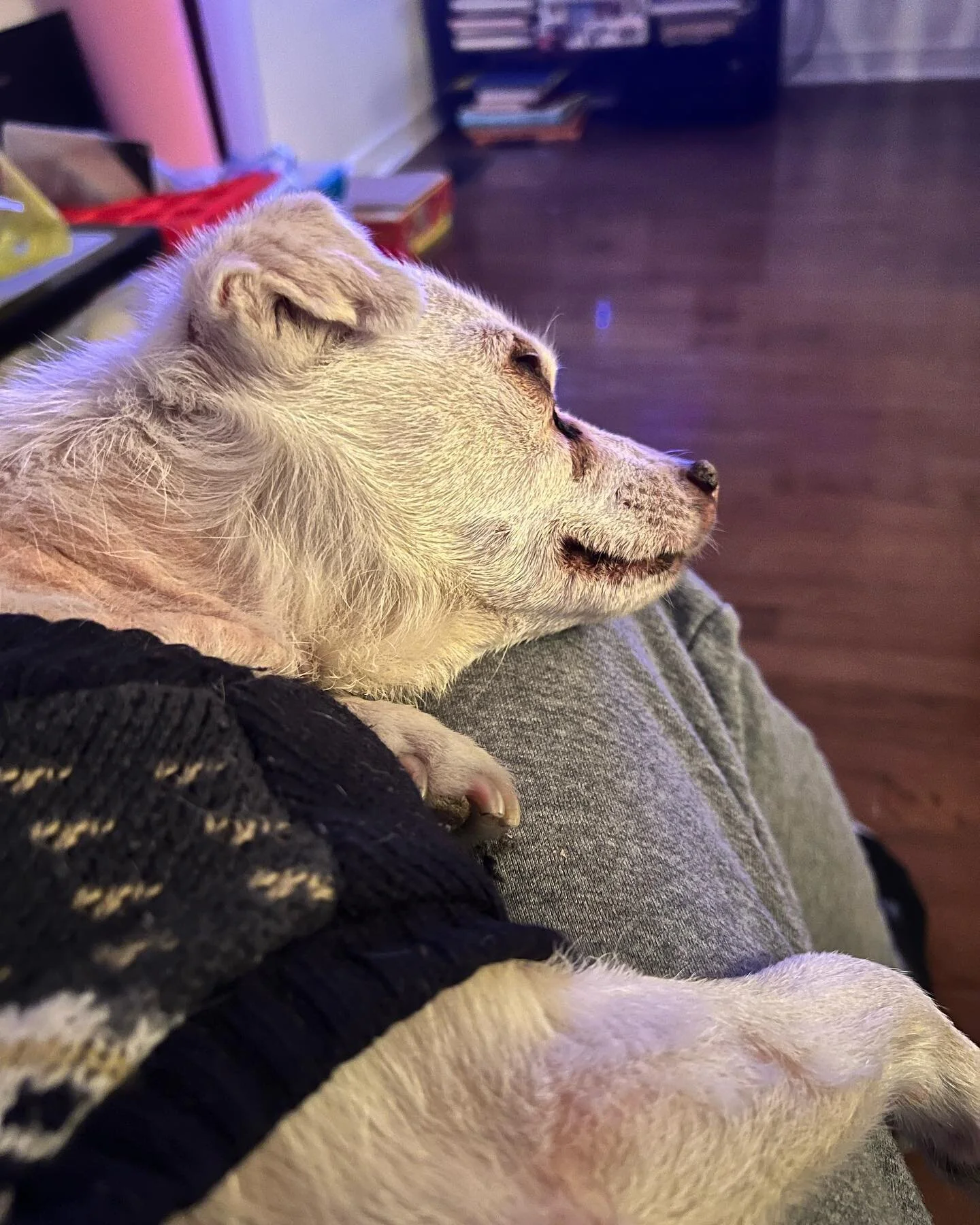 Sometimes it&rsquo;s the simple things, my little dog Ziggy is approximately 85 in human years. And suffers from crazy anxiety. 

So when he finally settles down, it&rsquo;s a treat. ❤️ 

This is the first time in a long time that he has snuggled and