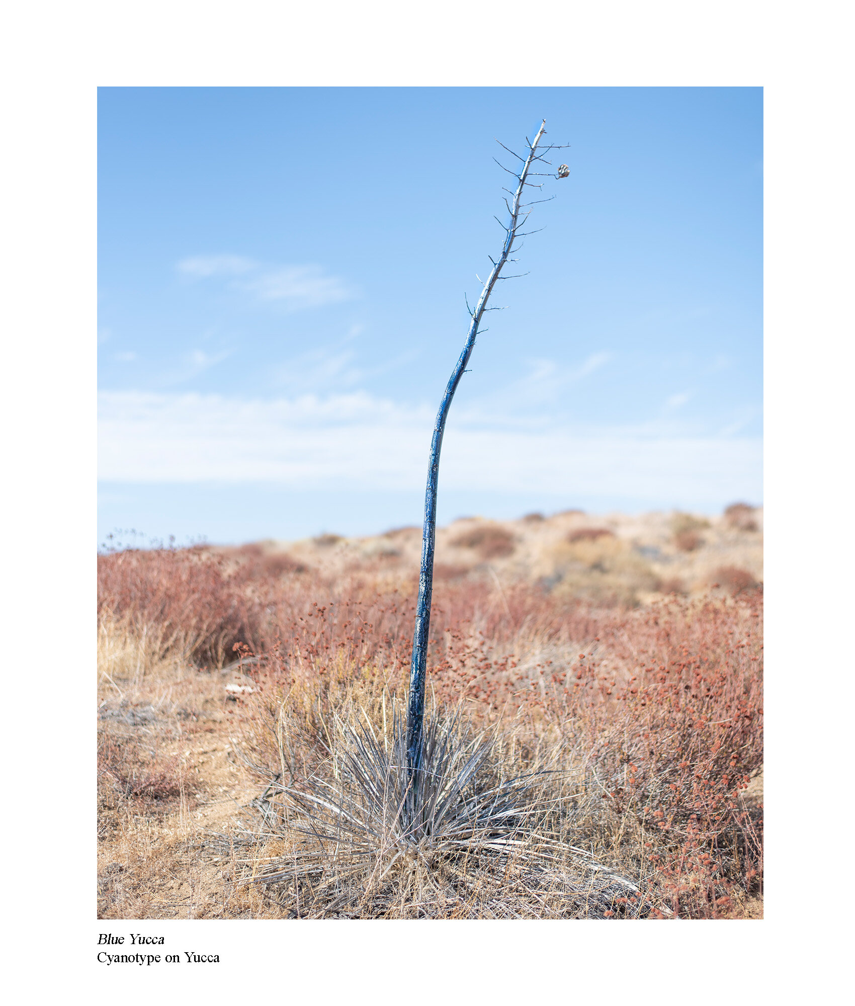 Blue Yucca.jpg