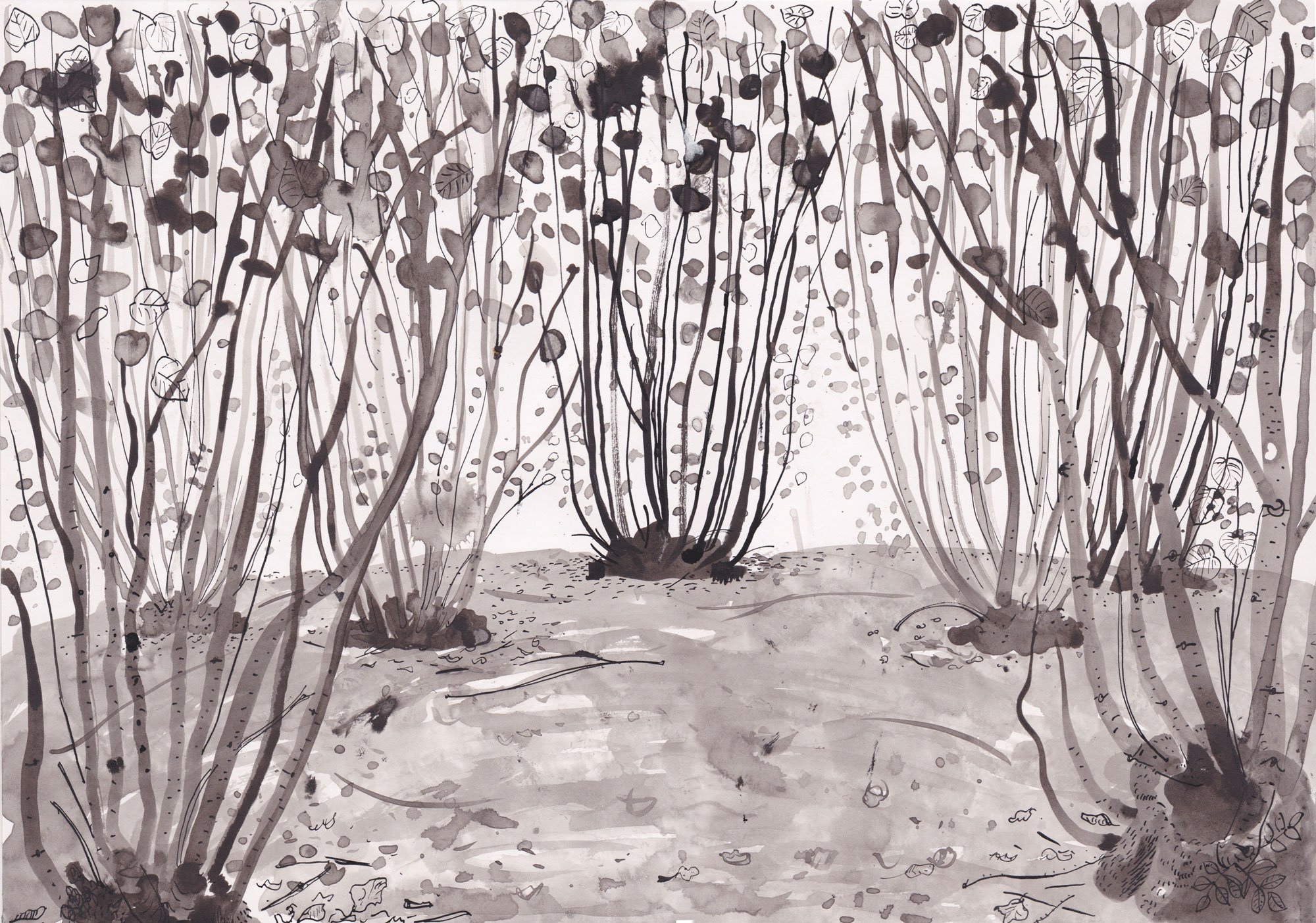 Westonbirt Lime Tree
Westonbirt, The National Arboretum, Gloucestershire