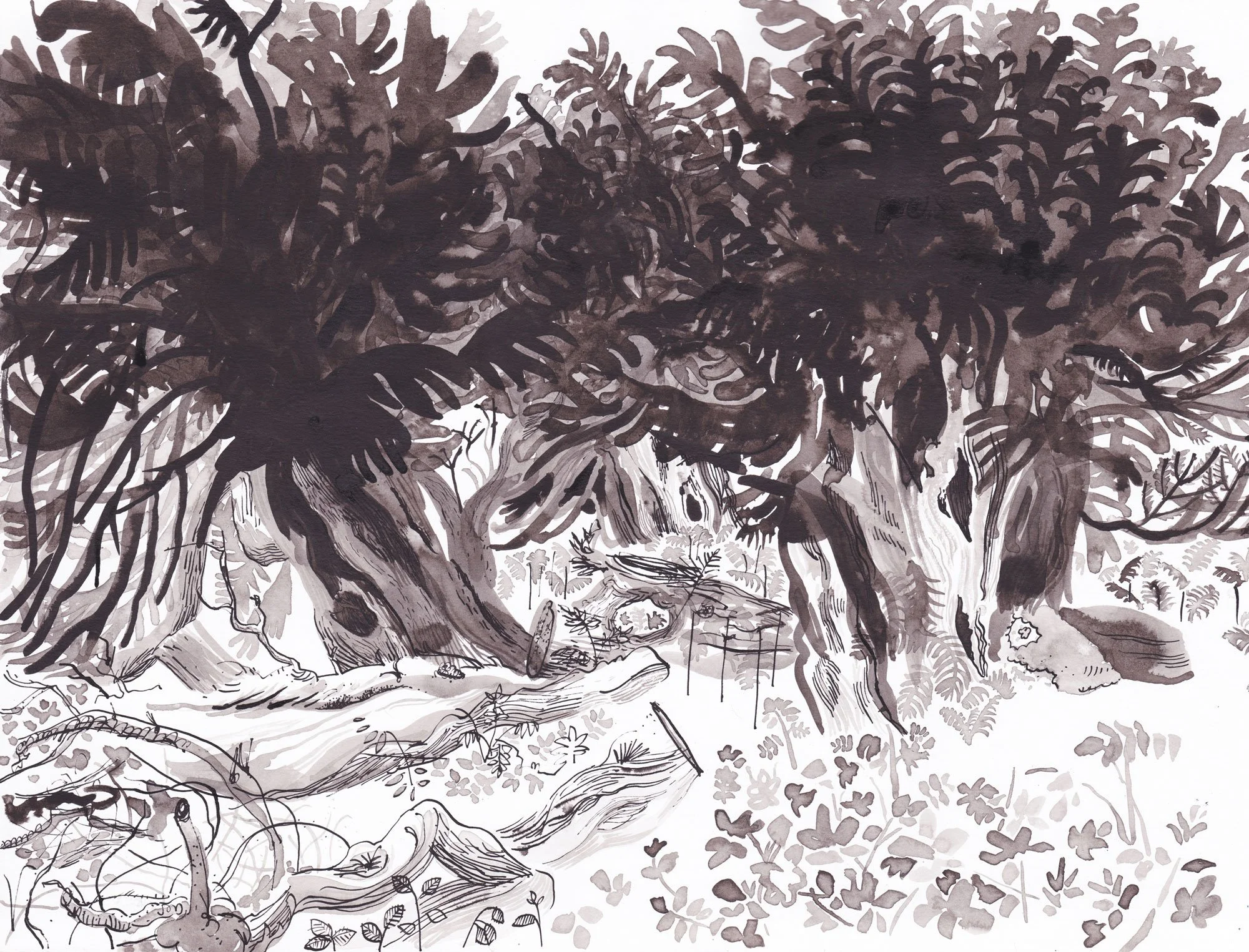 The Borrowdale Yew(s)
Borrowdale, Cumbria