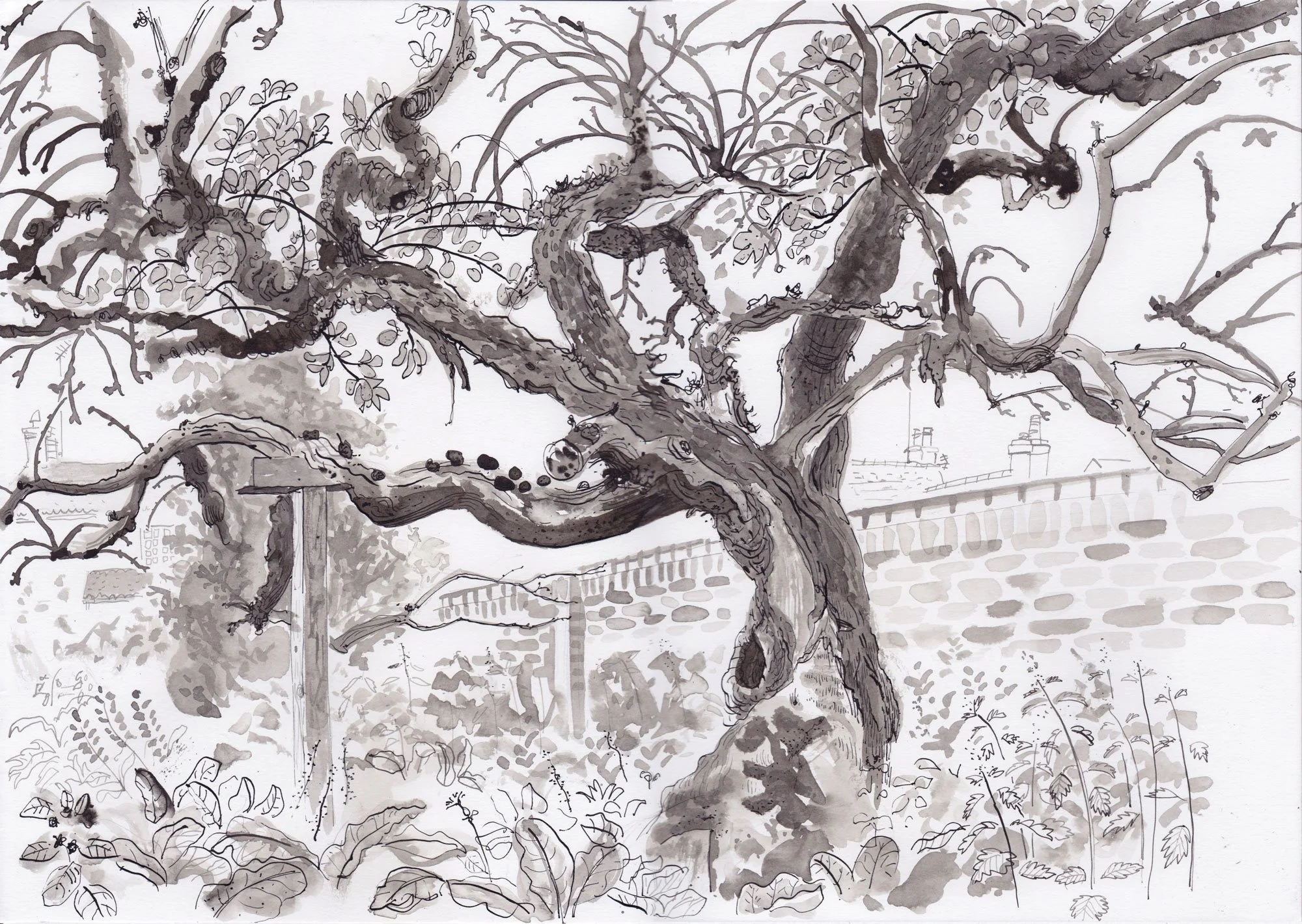 The Original Bramley
Southwell, Nottinghamshire