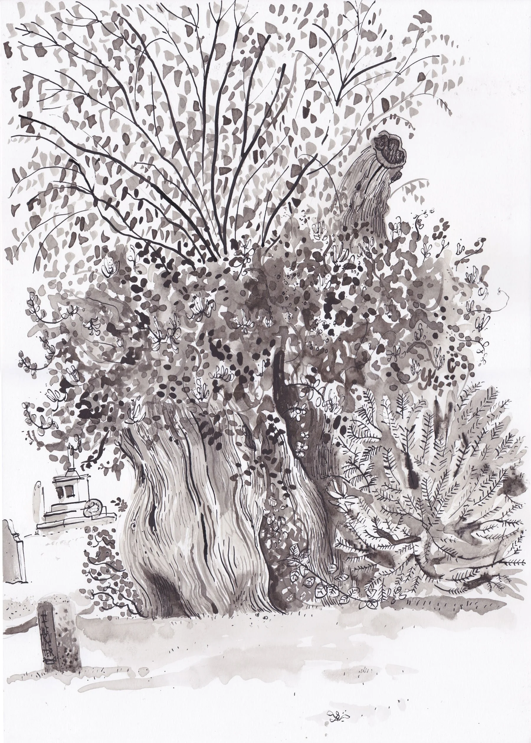 The Selborne Yew
Selborne, Hampshire