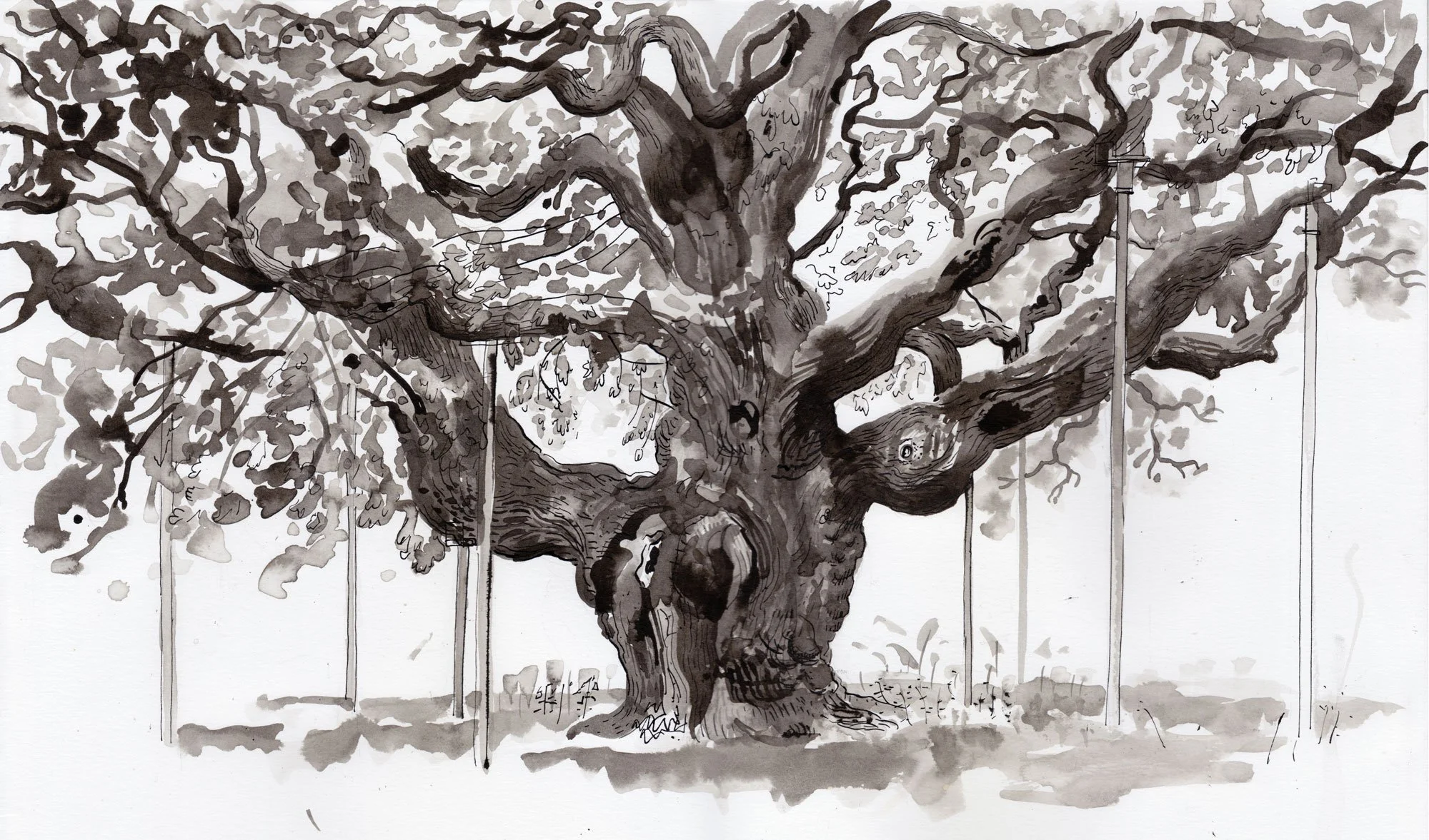 The Major Oak
Sherwood Forest, Nottinghamshire