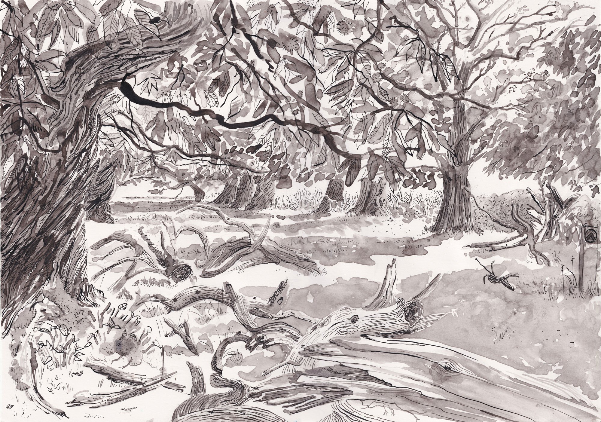 Spanish Chestnut at Croft
Croft, Herefordshire