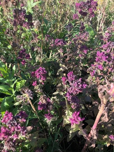 Meadow Autumn 2025 b.jpeg