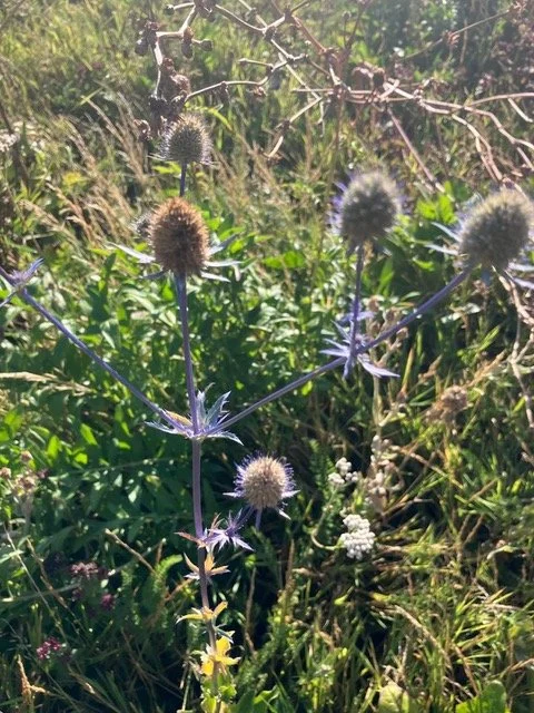 Meadow Autumn 2025 c.jpeg