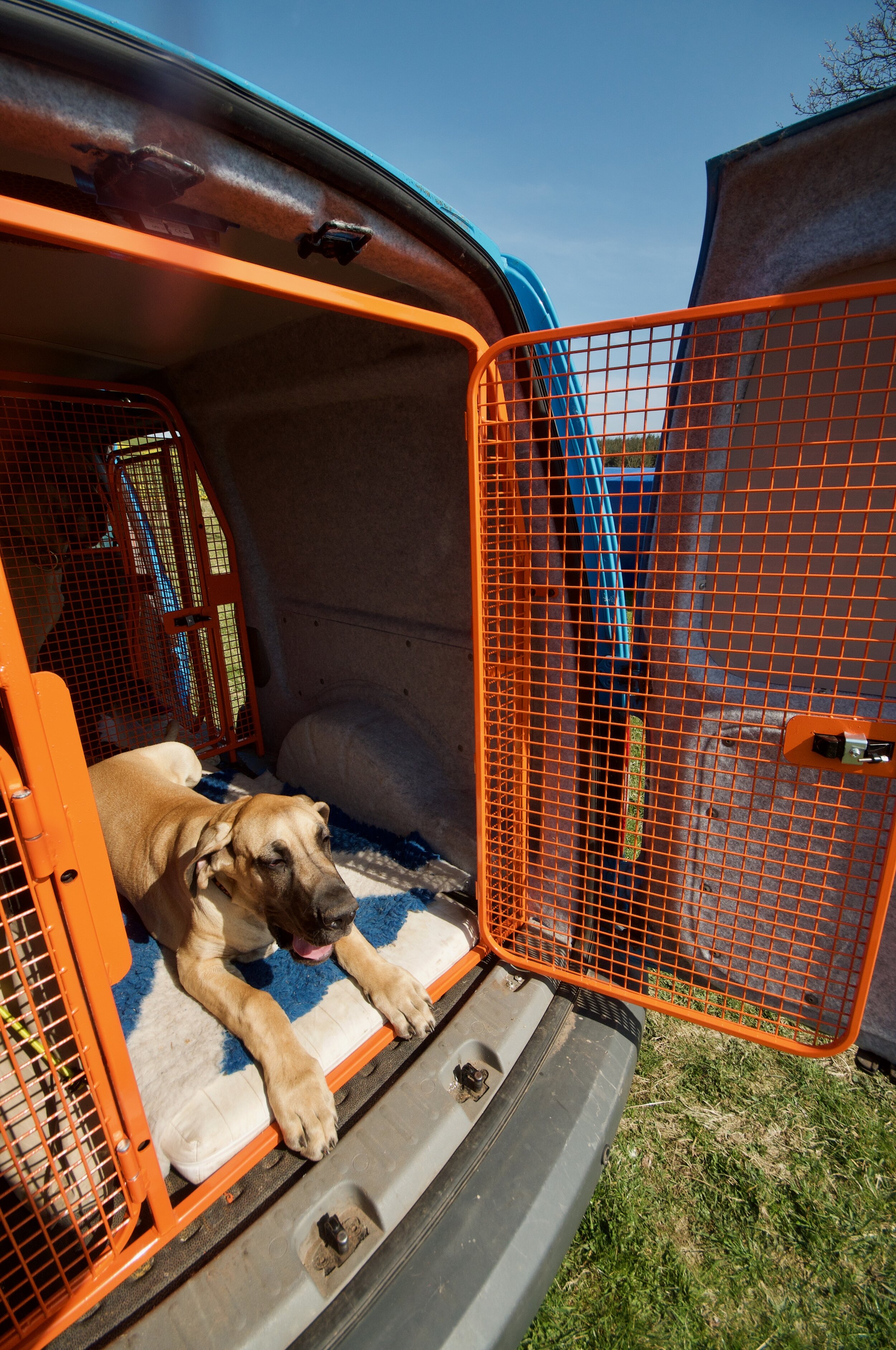Dura in the sun. This dog is solar powered