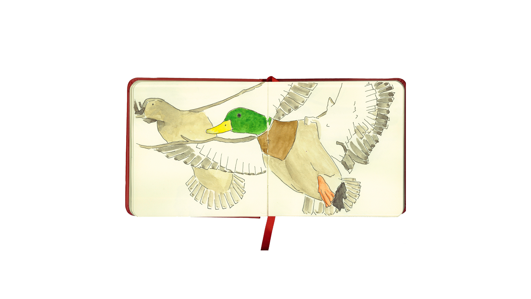 mallard.png