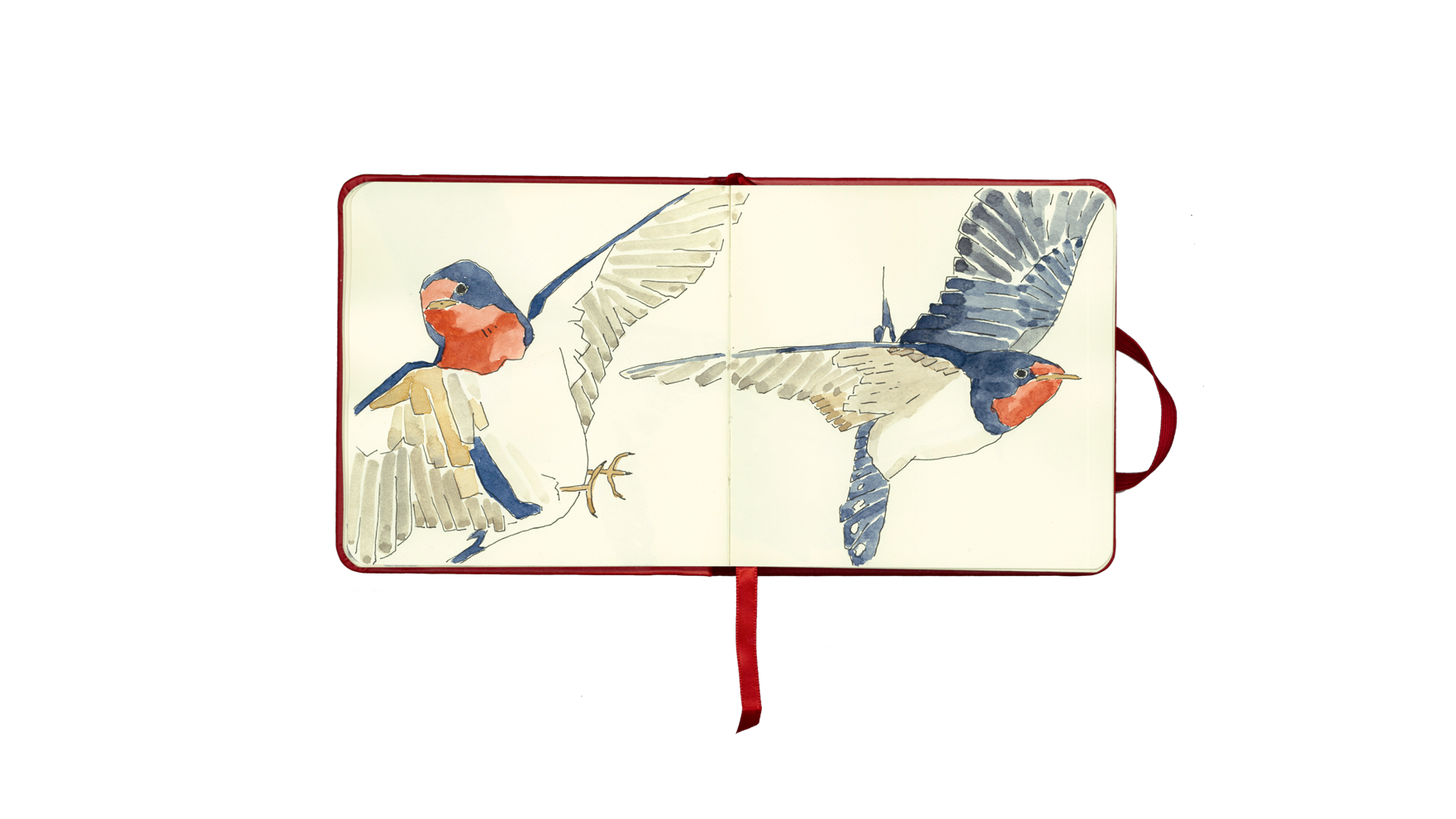 swallow.png