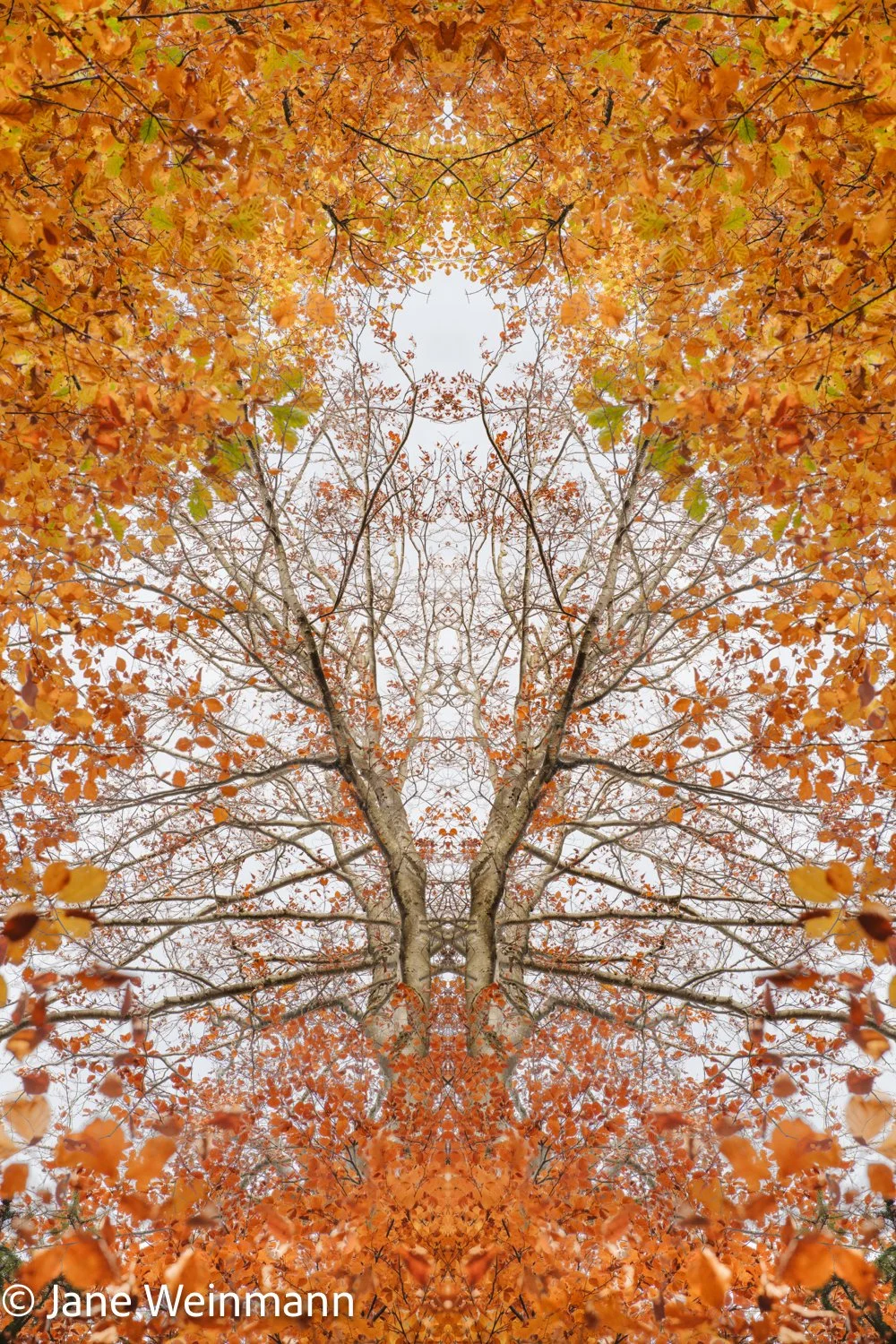 Autumn Glory_4_Copyright_Jane Weinmann.jpg