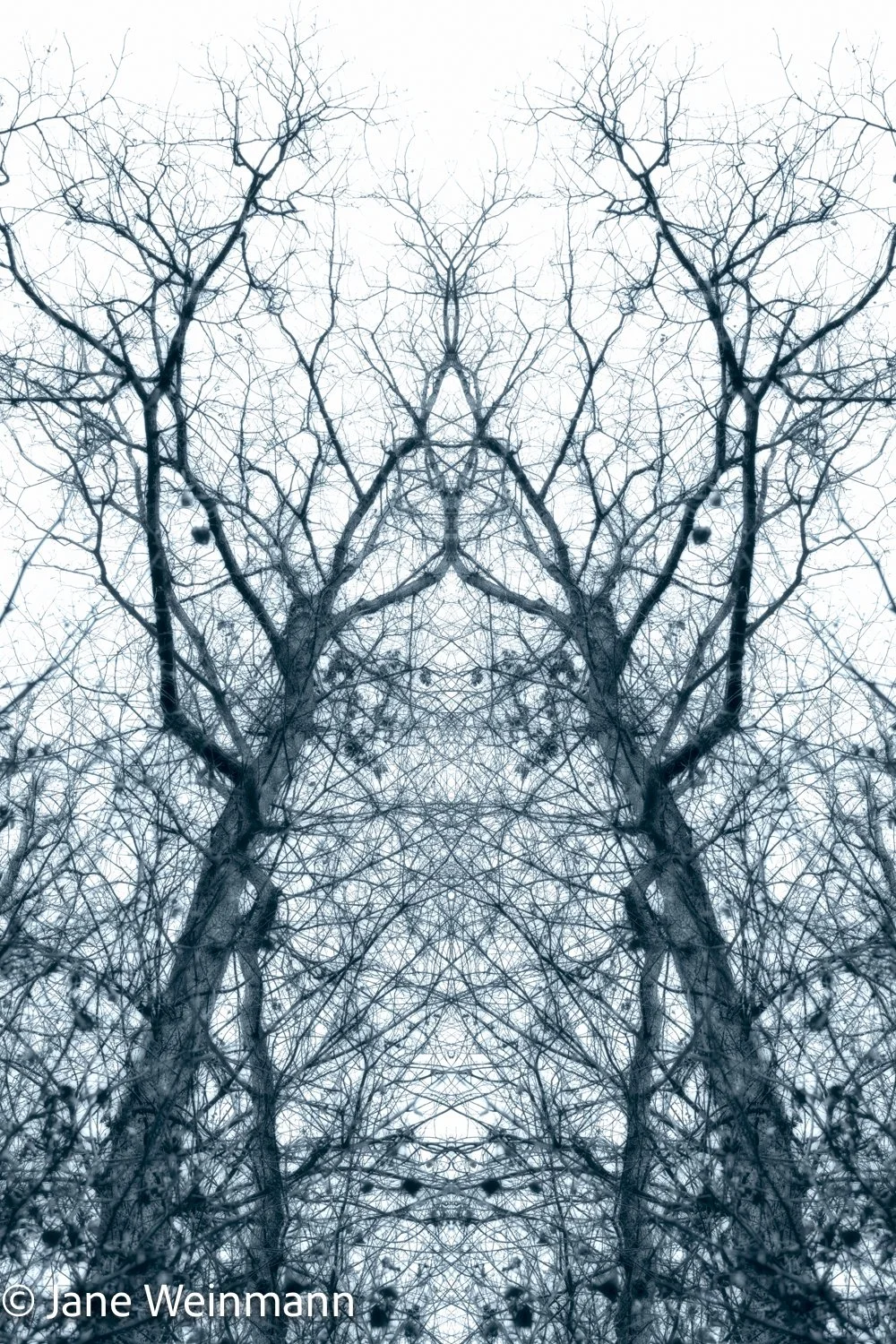 Winter Filigree #8