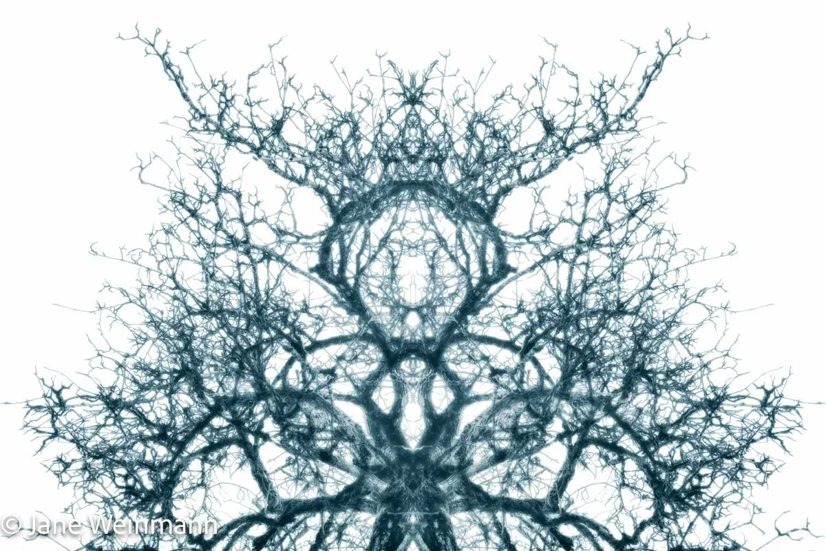 Winter Filigree #6