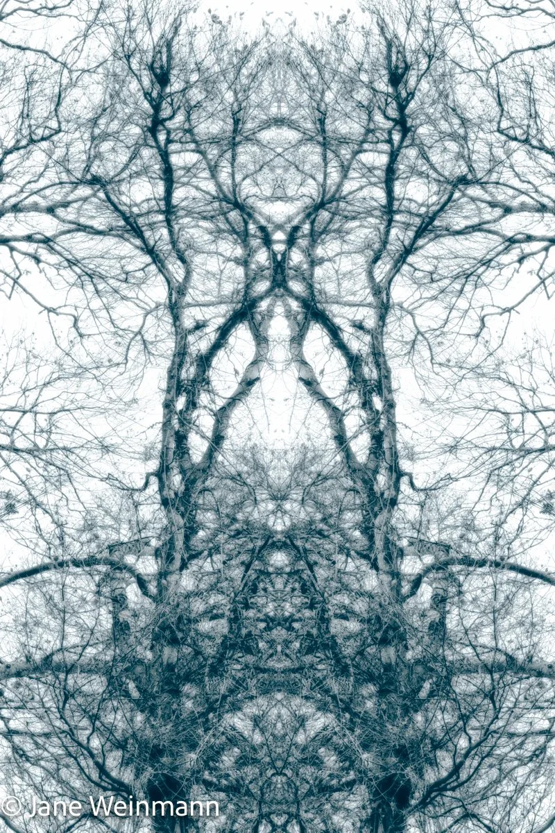 Winter Filigree 7_Copyright Jane Weinmann.jpg