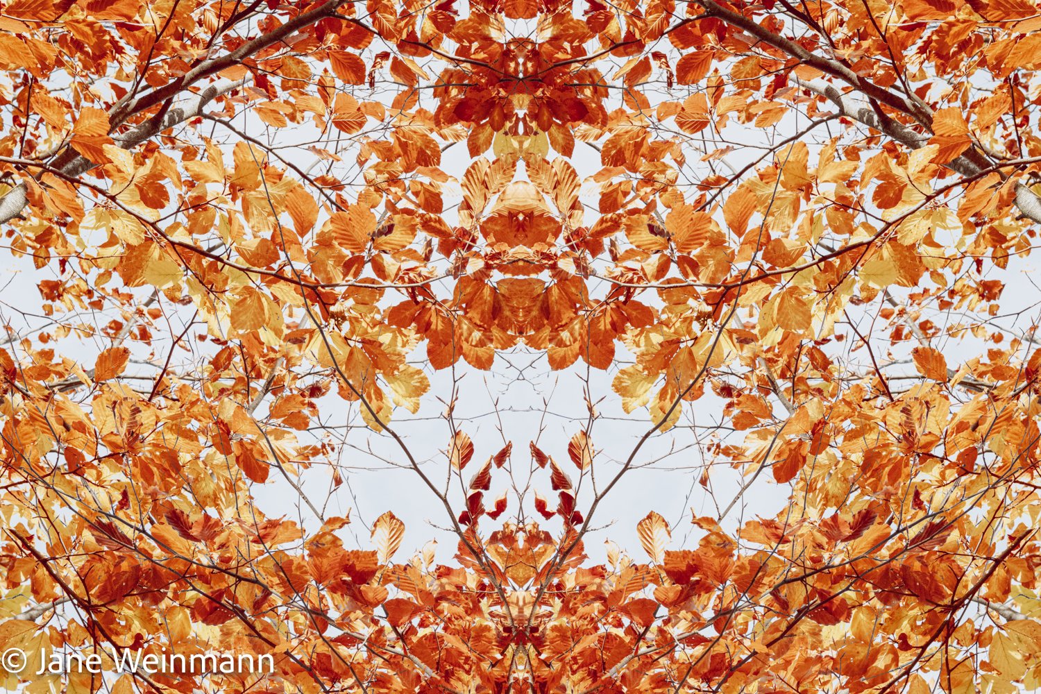 Autumn Glory_3_Copyright_Jane Weinmann.jpg