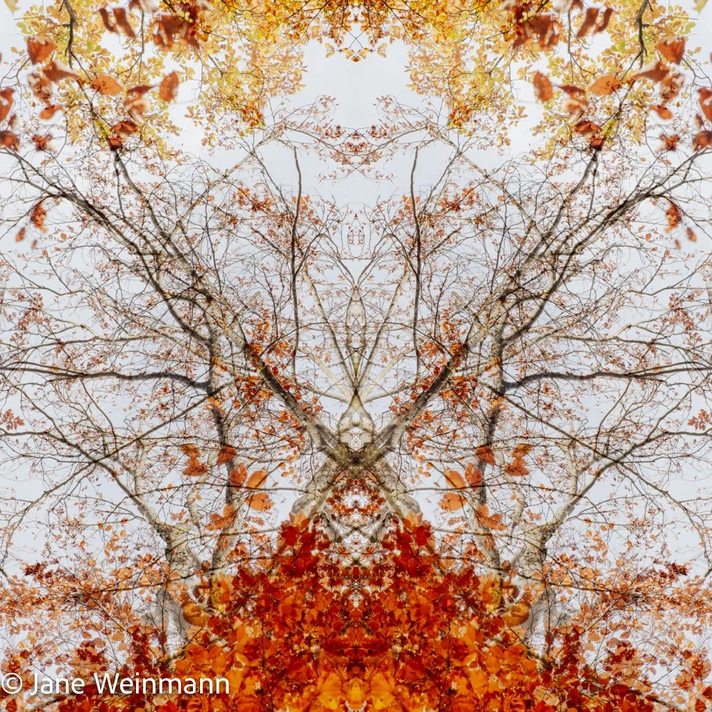 Autumn Glory_1_Copyright_Jane Weinmann.jpg
