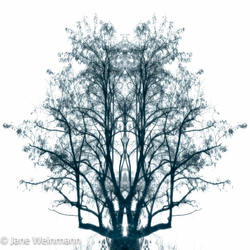 Winter Filigree 5_Copyright Jane Weinmann.jpg