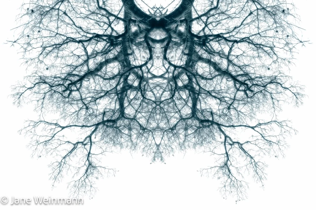 Winter Filigree 2_Copyright Jane Weinmann.jpg