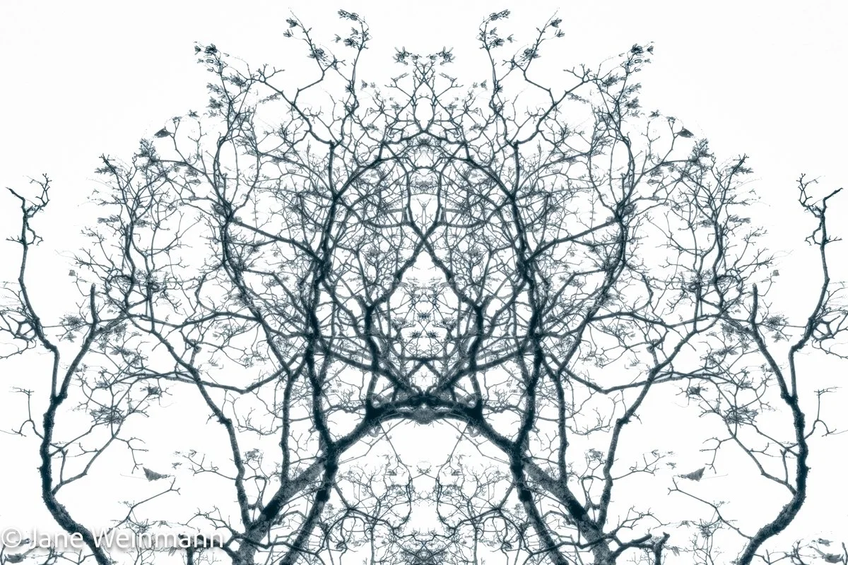Winter Filigree #7