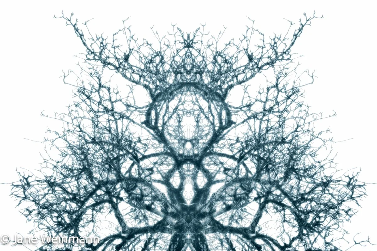 Winter Filigree 6_Copyright Jane Weinmann.jpg