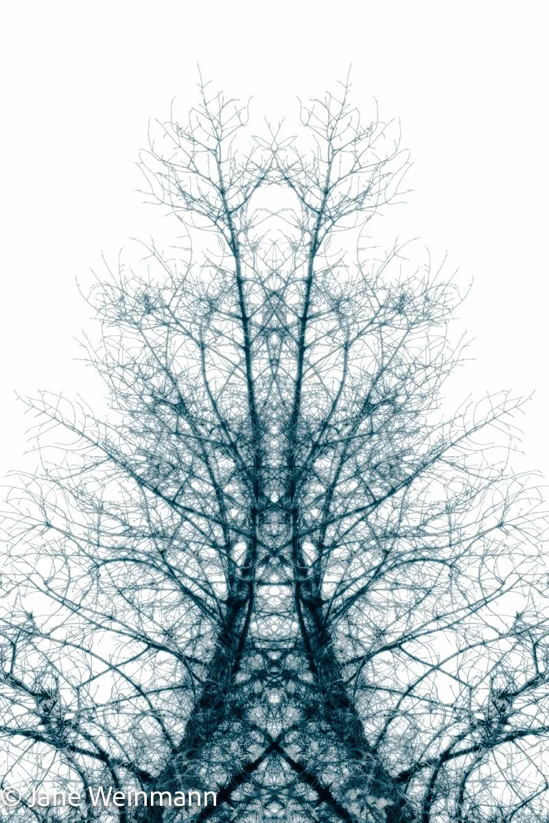 Winter Filigree 3_Copyright Jane Weinmann.jpg