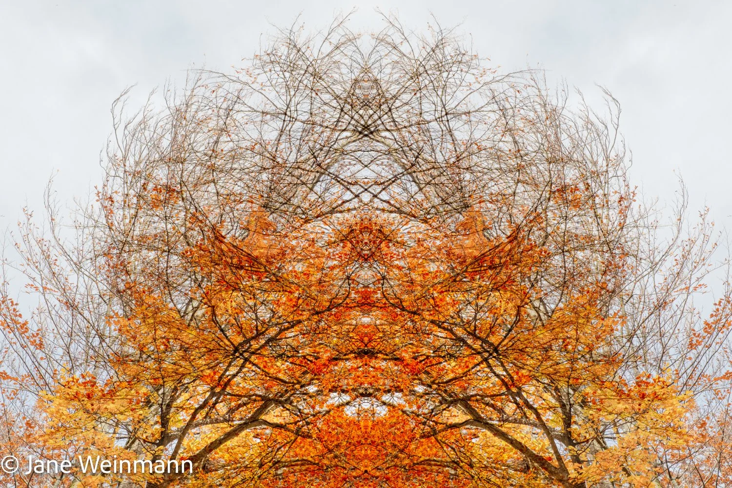 Autumn Glory_2_Copyright_Jane Weinmann.jpg