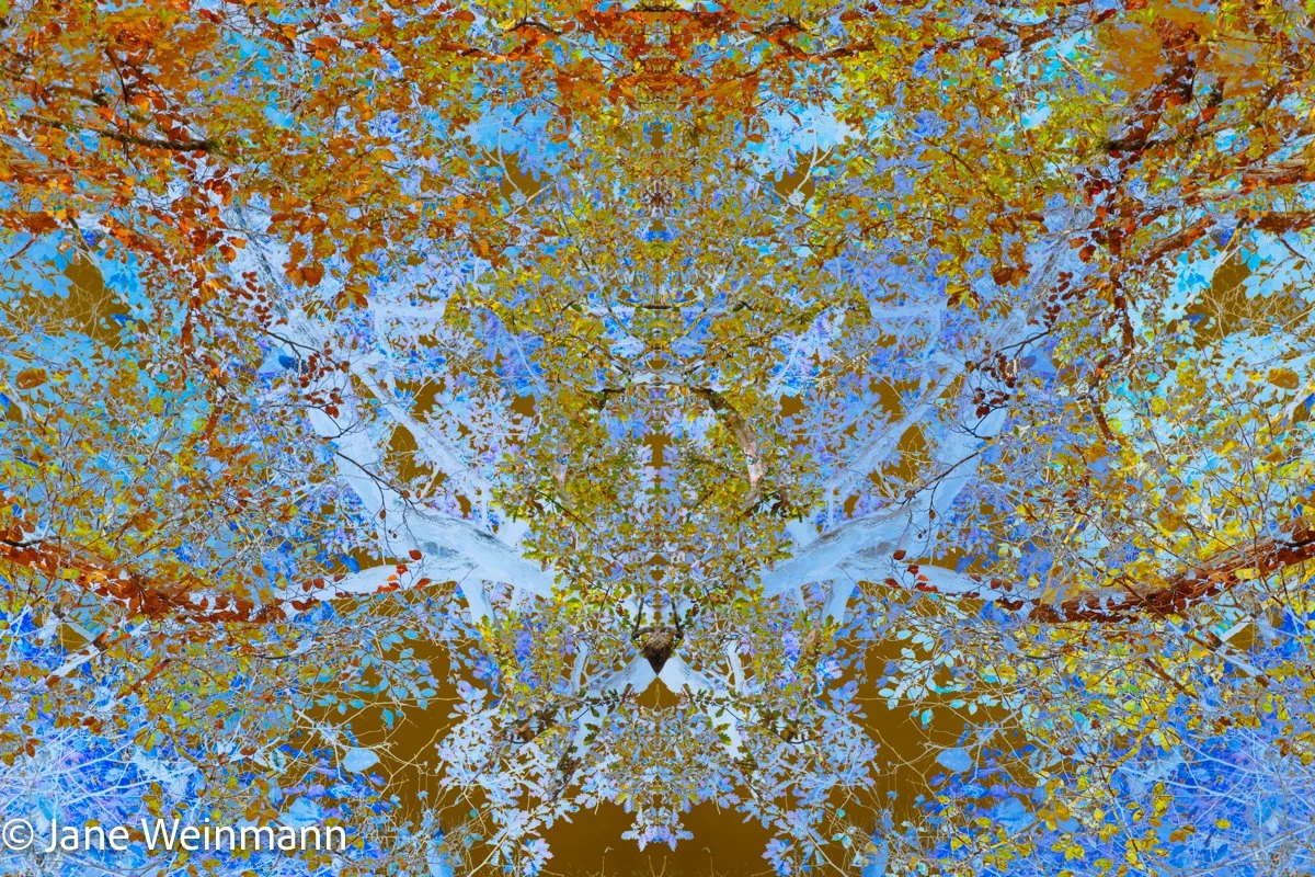 Woodland Mosaics 3_Copyright Jane Weinmann.jpg